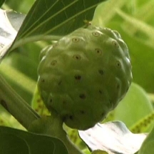 Noni